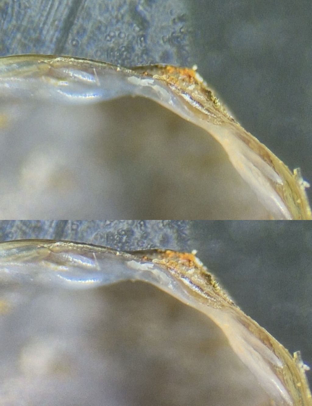 Pisidium casertanum?